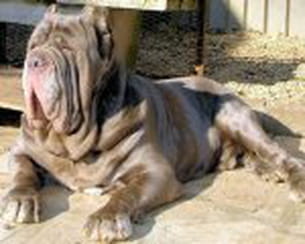 nunzio, mâtin de naples 