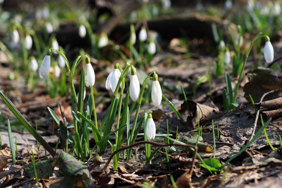 Le perce-neige