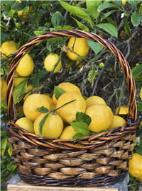 efficace, peu cher et très facile à utiliser, le citron est une autre valeur