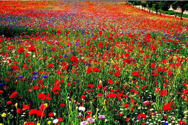 Le Jardin de la France