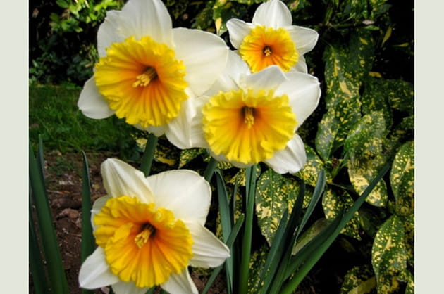 Dans le jardin de la ville