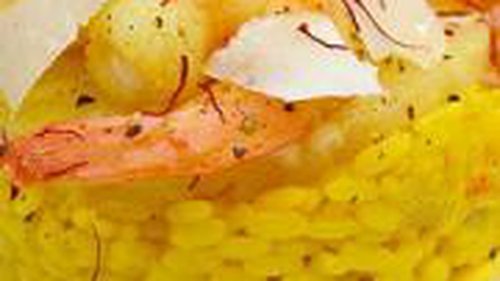 Risotto gambas ananas omelette