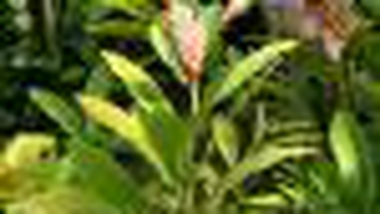 Philodendron longistilum