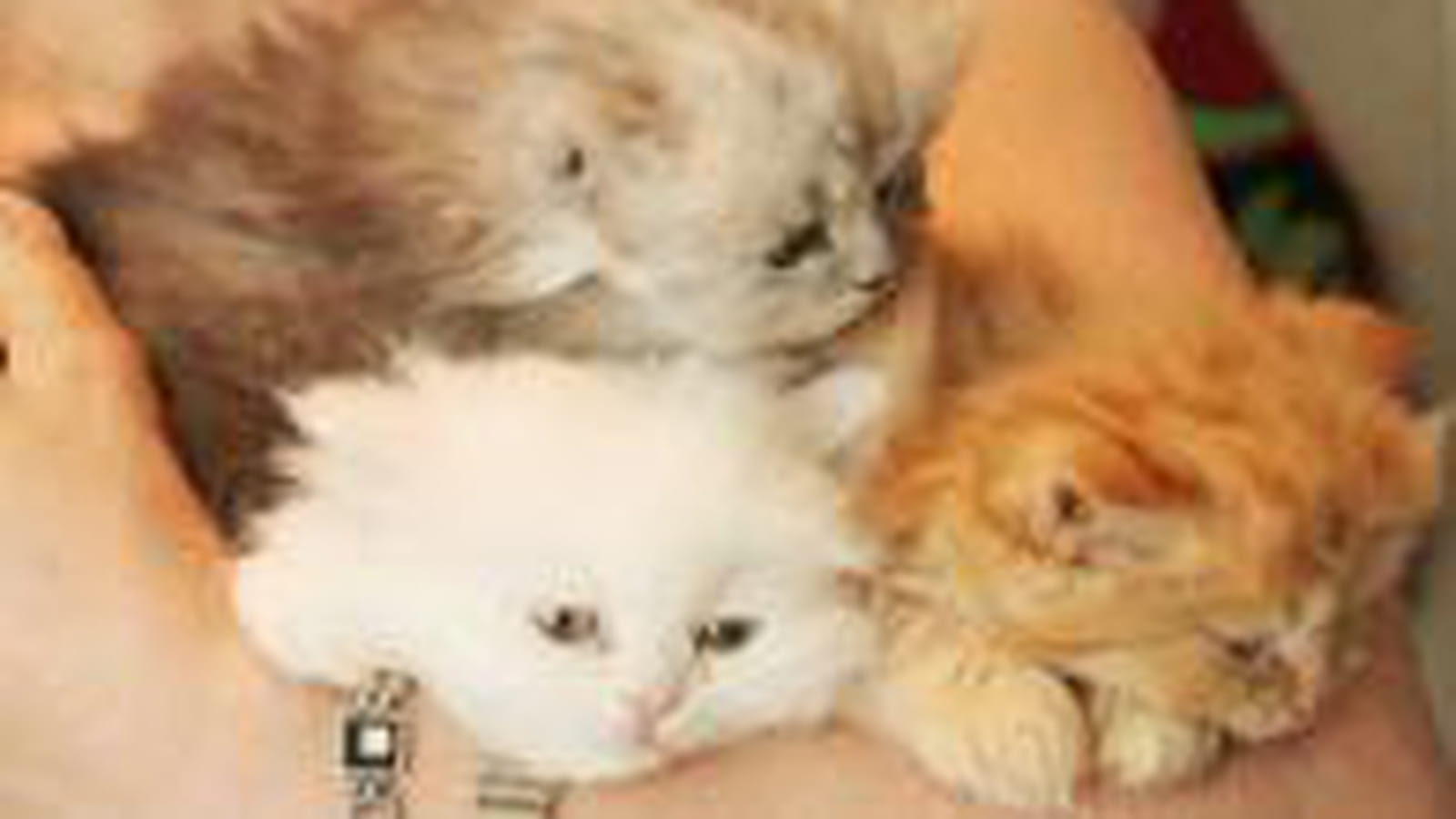 3 en 1
