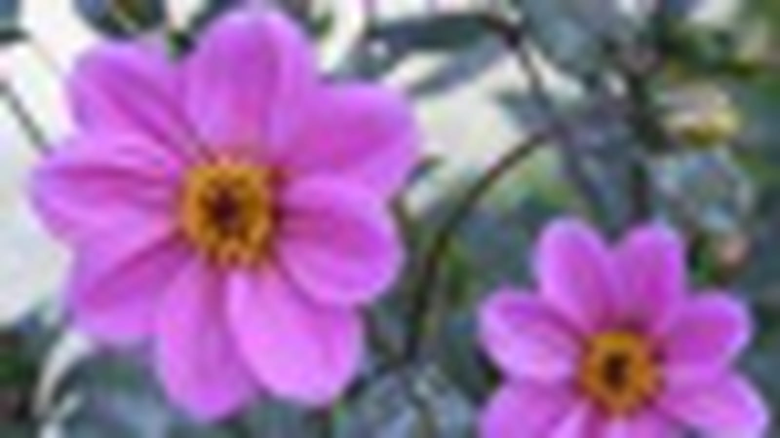 Dahlias 'Happy Single Julia'