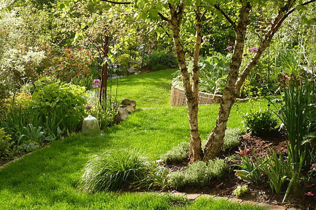 Un tronc, plusieurs arbres