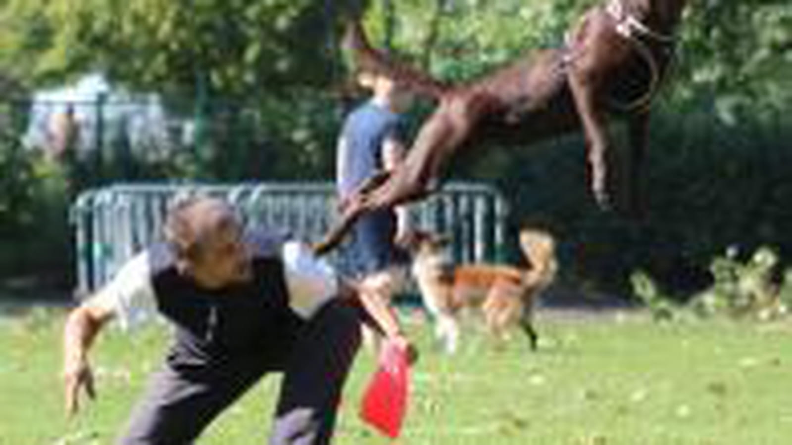 Dog Disc