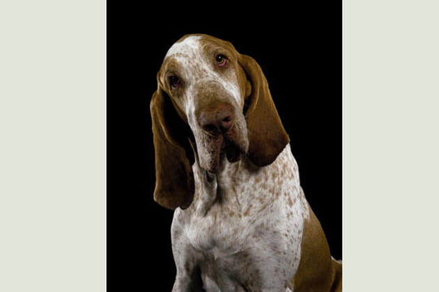 Luciano, braque italien