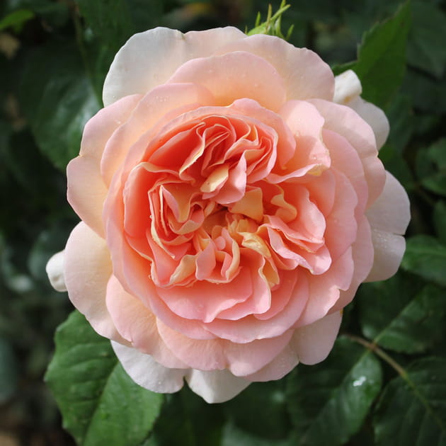 Le rosier Amélie Nothomb