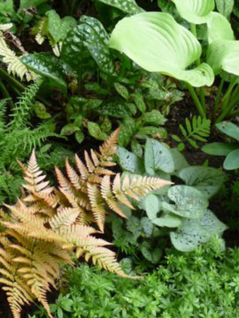 Une collection de foug&egrave;res