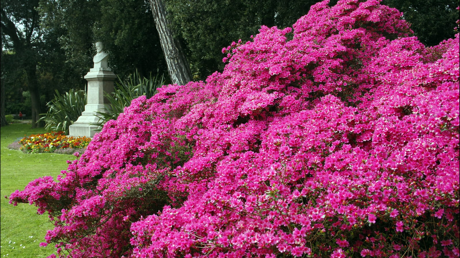 Jardin fleuri