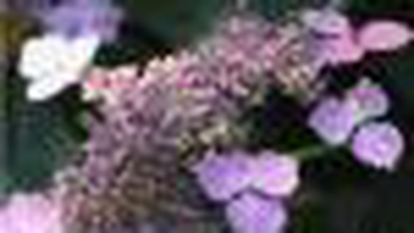 Hydrangea macrophylla 'Lilacina'