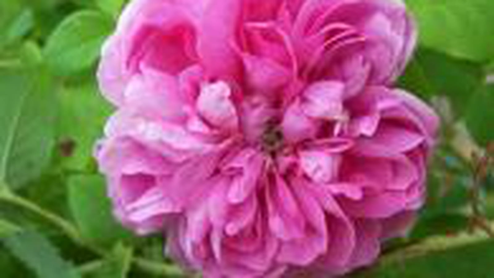 Rose Joasine Hanet
