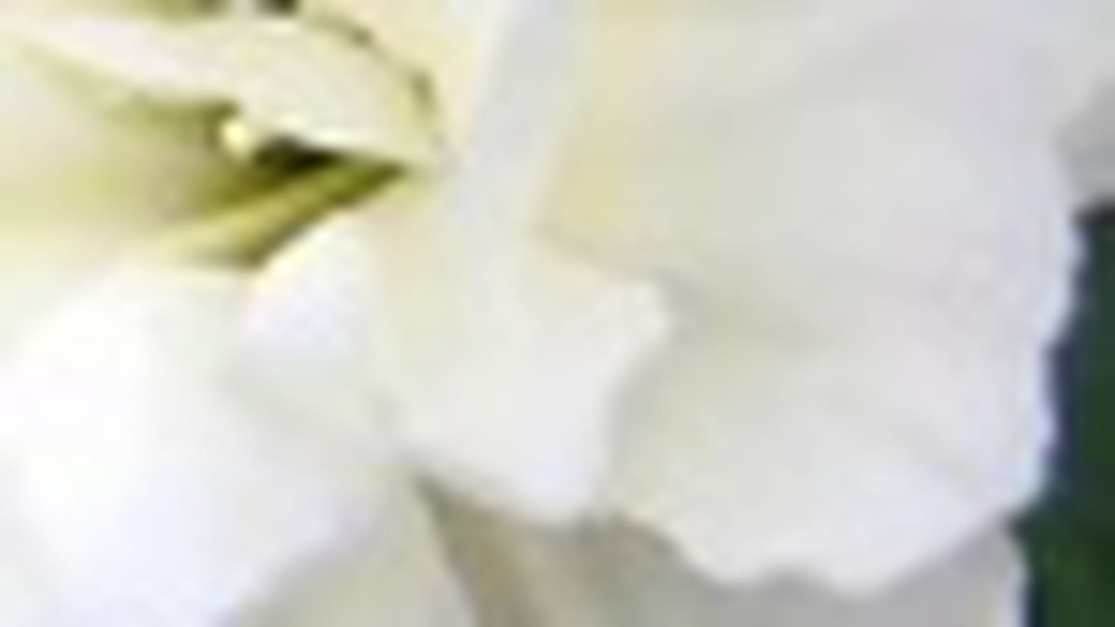 Oeillet blanc