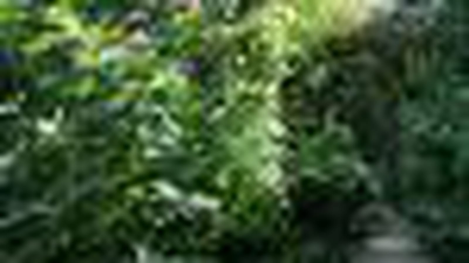 Jungle