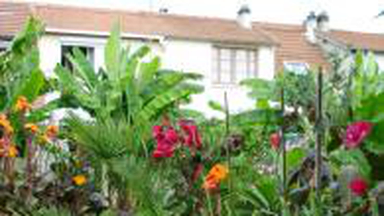 Bananiers et palmiers