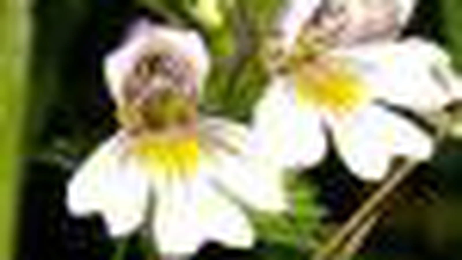 Euphraise officinale