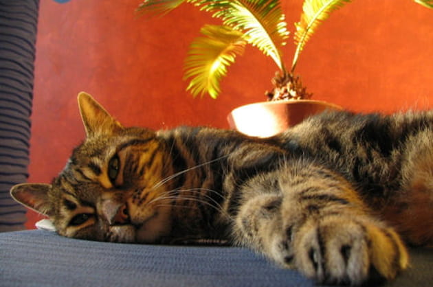 Mimoun sous le cocotier