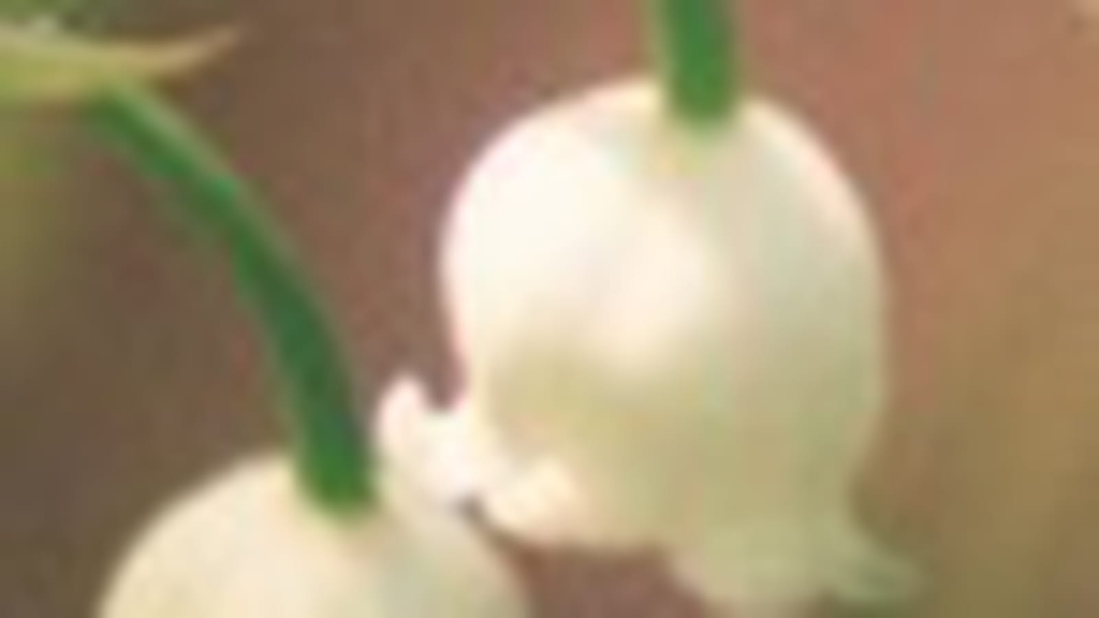 Flou