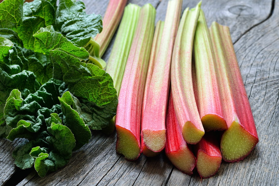 Rhubarbe : bienfaits santé et contre-indications