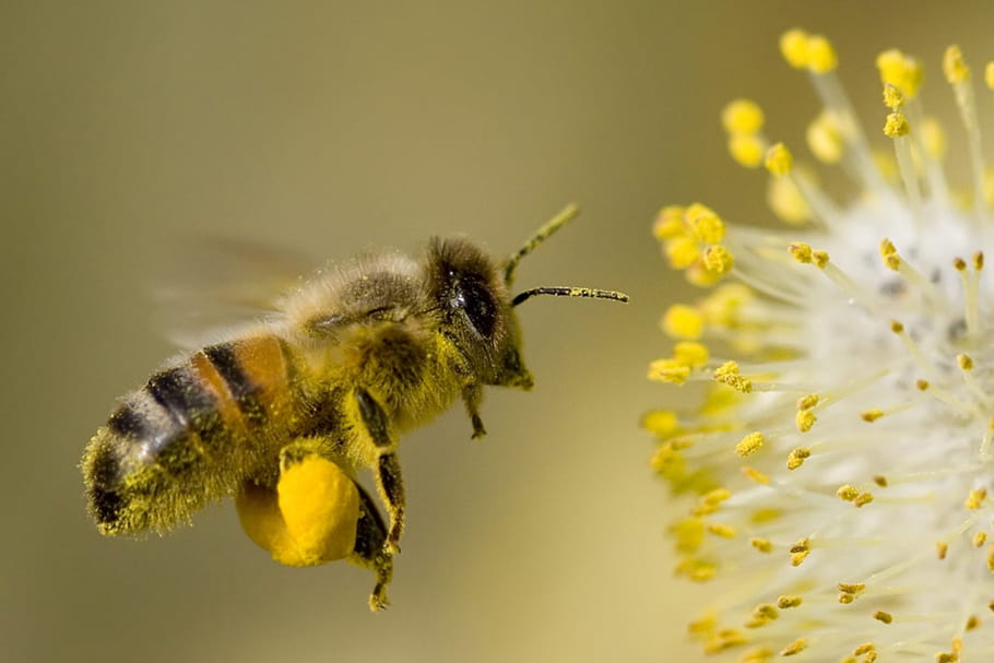 Combien De Temps Vit Une Abeille Piqûre d'abeille : symptômes, allergie, que faire