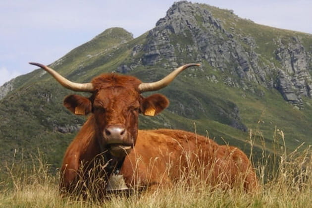 Non, ce n'est pas une grosse vache