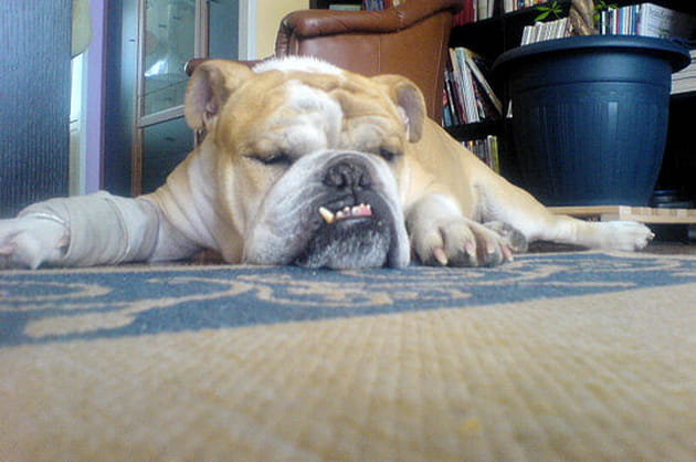 Winston, l'omnipr&eacute;sent