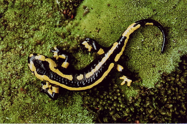 La salamandre rôde
