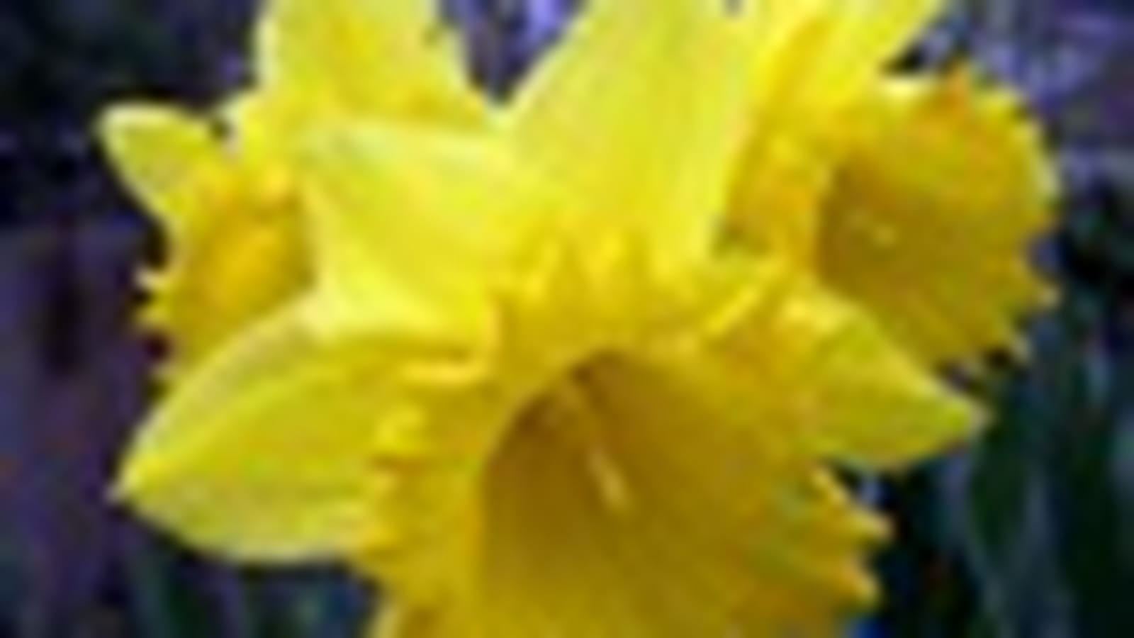 Jonquilles de Mirabelles
