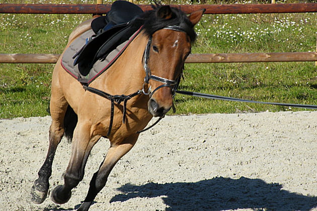 L'application de Bambou