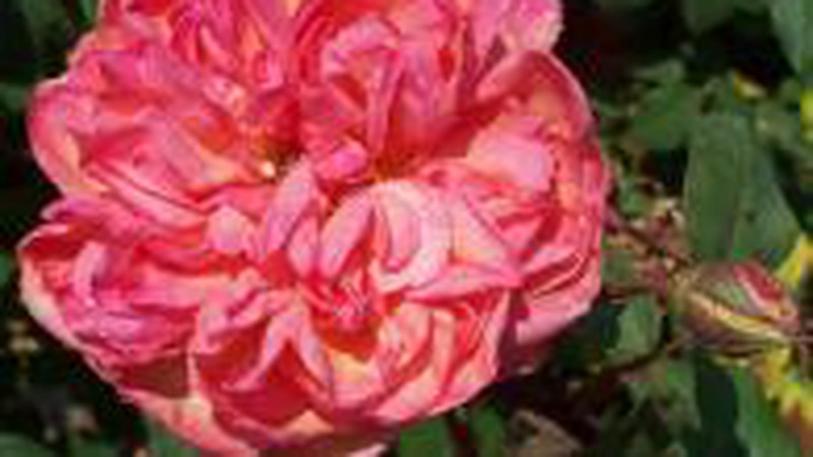 Rose Isabelle Nabonnand