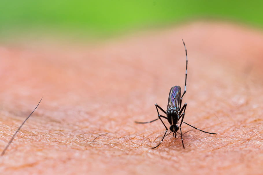 Dengue : symptômes d'alerte, transmission, vaccin, traitements