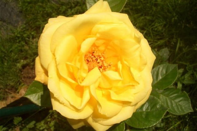 Une rose odorante