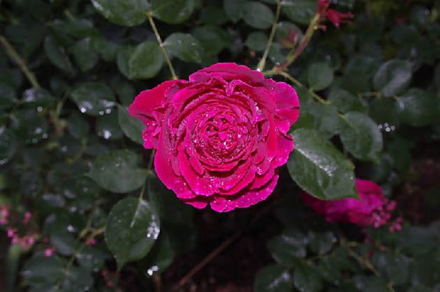 Falstaff, un rosier au parfum suave