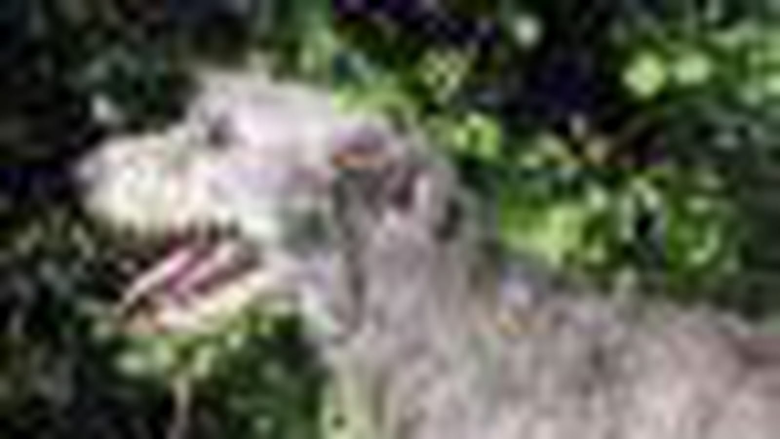 Irish wolfhound