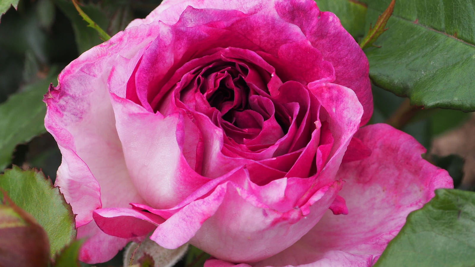 Rose Thierry Marx