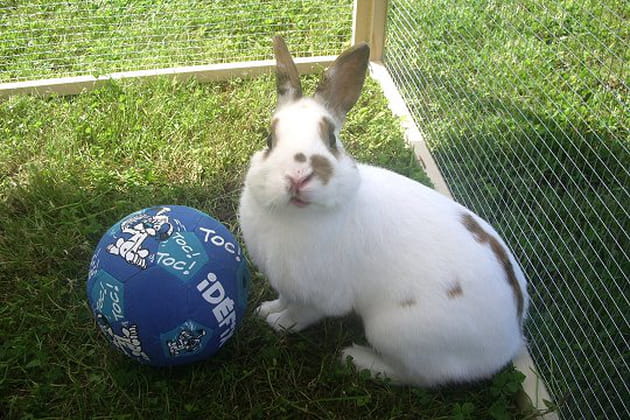 Un lapin joueur de foot