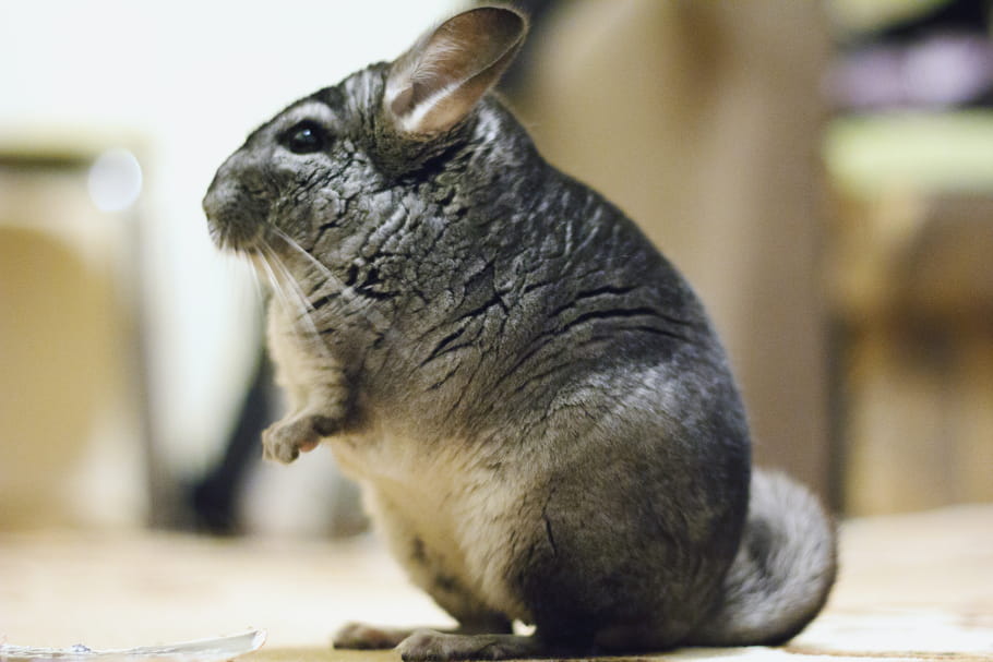 Chinchilla