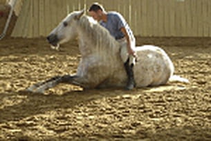 le dressage équestre