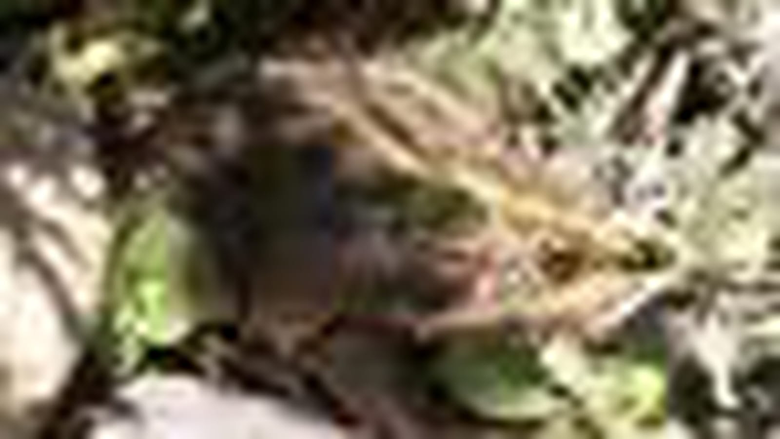 Grenouille