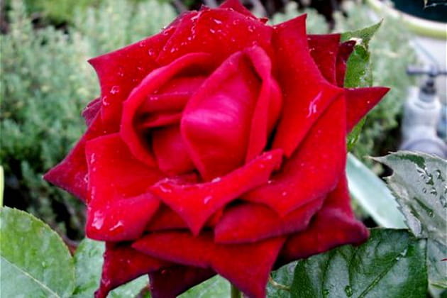 Le charme d'une rose