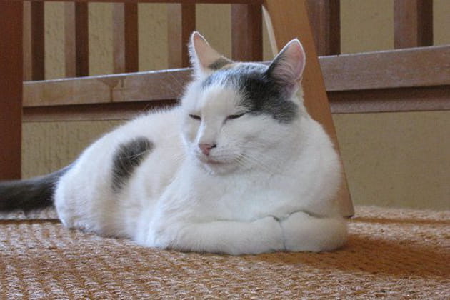 Melba, un chat qui a la p&ecirc;che