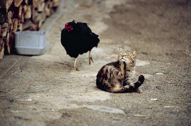 Les chats de nos campagnes... La m&eacute;t&eacute;o&nbsp;?