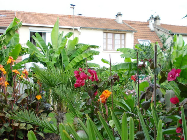 Bananiers, palmiers et bougainvilliers