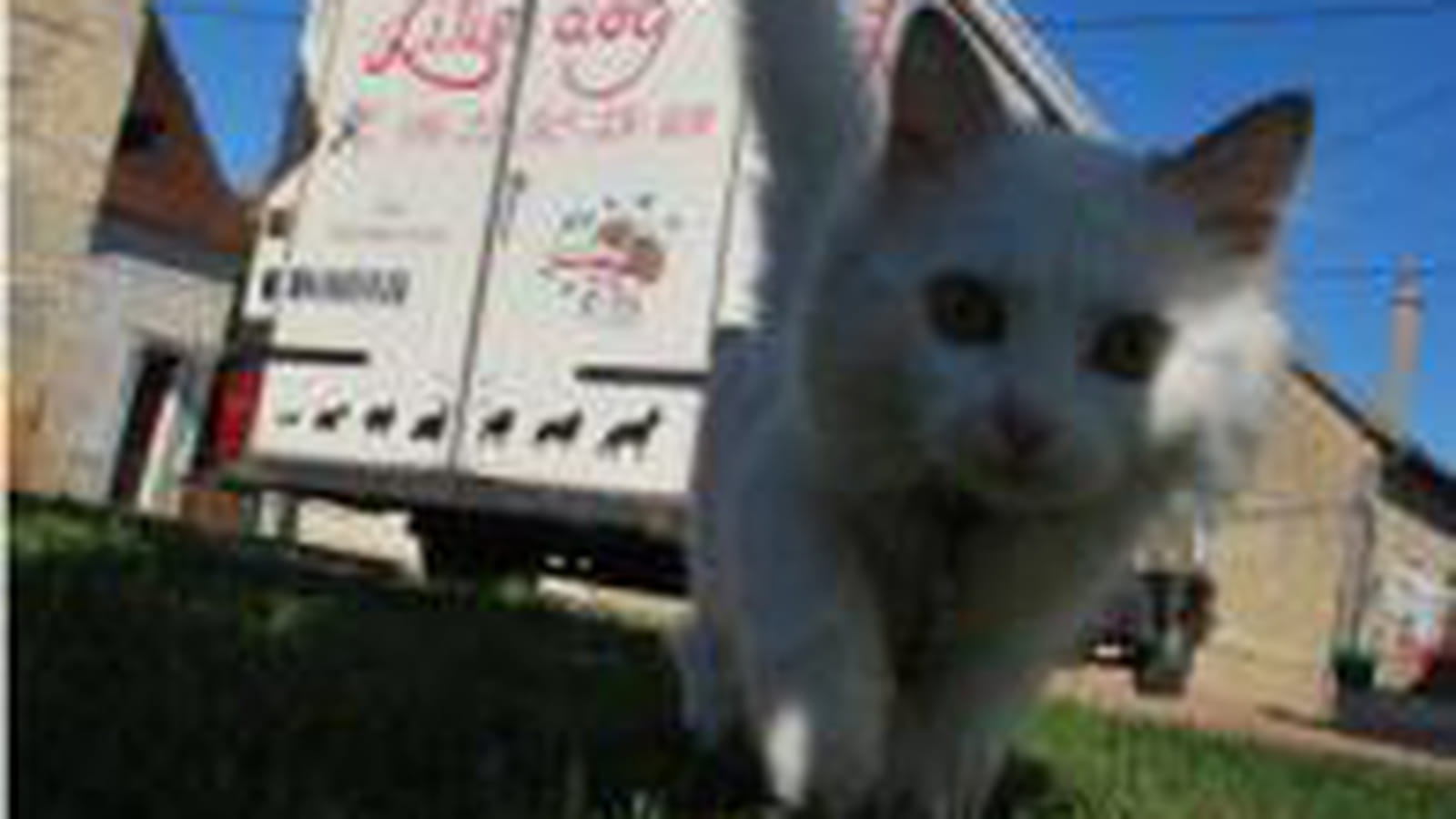 Les chats 