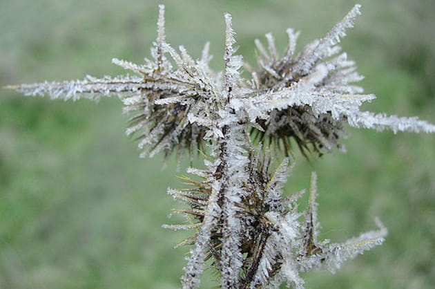 Chardon givr&eacute;