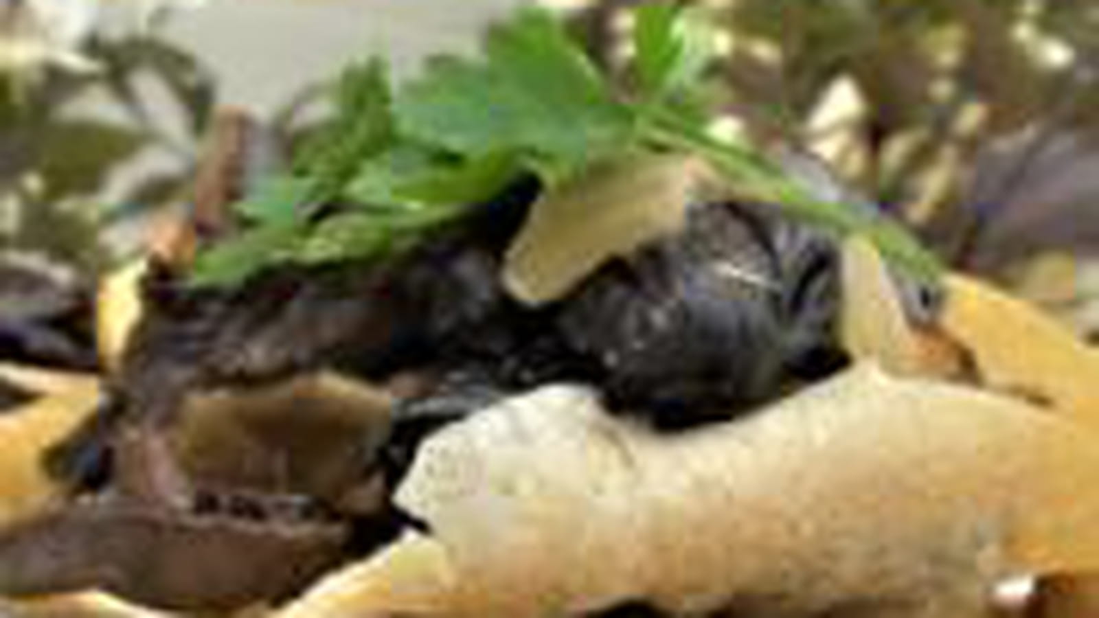Millefeuilles aux Champignons