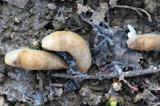 Ce pi&egrave;ge maison connu pour lutter contre les limaces n'est en fait pas du tout une bonne id&eacute;e