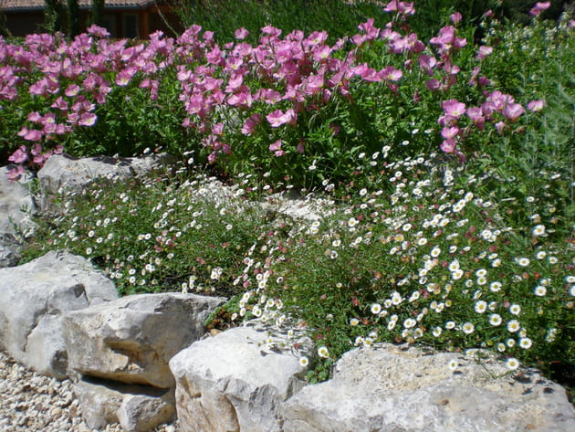 Onagres et petites marguerites