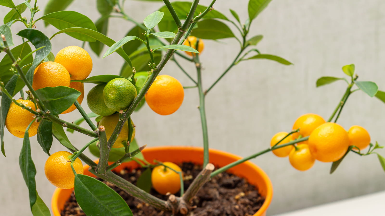 Calamondin